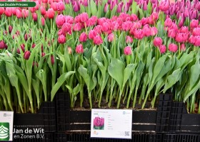 Tulipa Double Princess ® (1)
